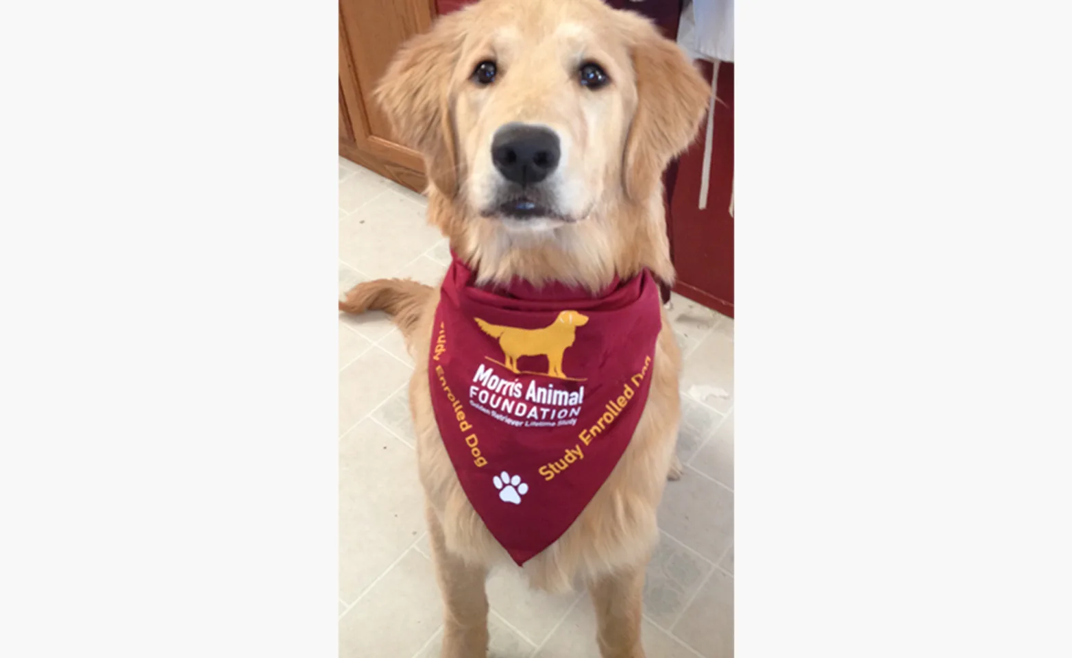 Willow the golden retriever wearing a red bandana around her neck